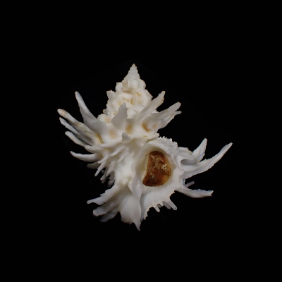 Babelomurex spinosus