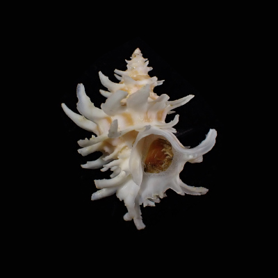 Babelomurex spinosus