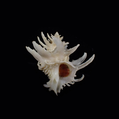 Babelomurex spinosus