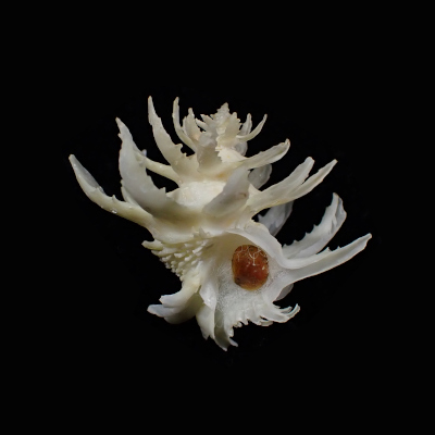 Babelomurex spinosus