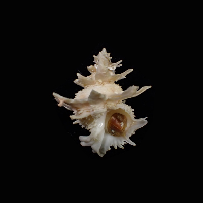 Babelomurex spinosus