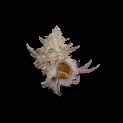 Babelomurex spinosus