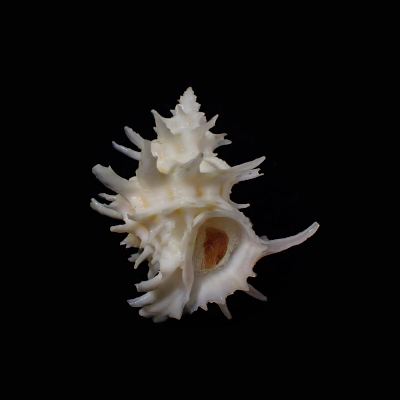 Babelomurex spinosus