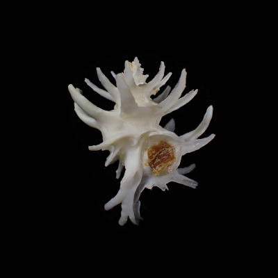 Babelomurex spinosus