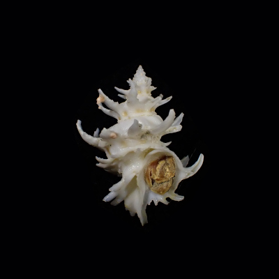 Babelomurex spinosus