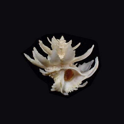 Babelomurex spinosus