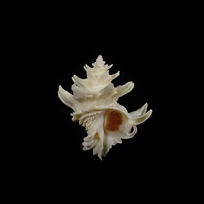 Babelomurex spinosus