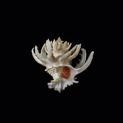 Babelomurex spinosus
