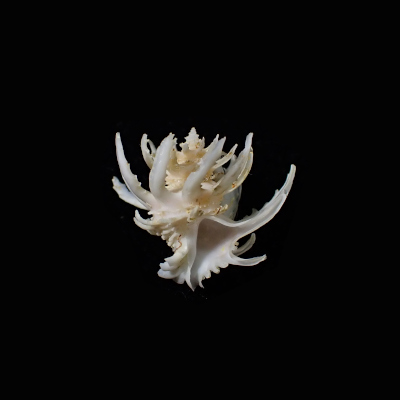 Babelomurex spinosus