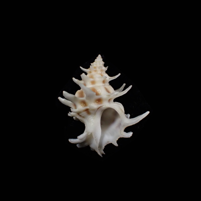 Babelomurex spinosus