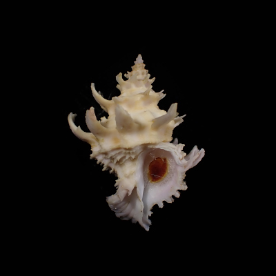 Babelomurex diadema