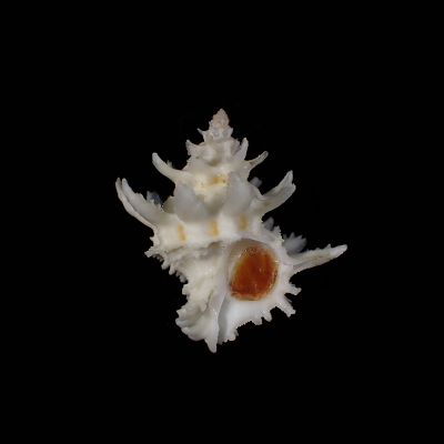 Babelomurex diadema