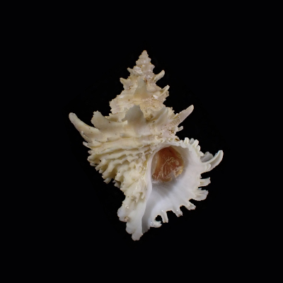 Babelomurex princeps