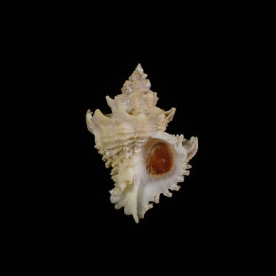 Babelomurex princeps