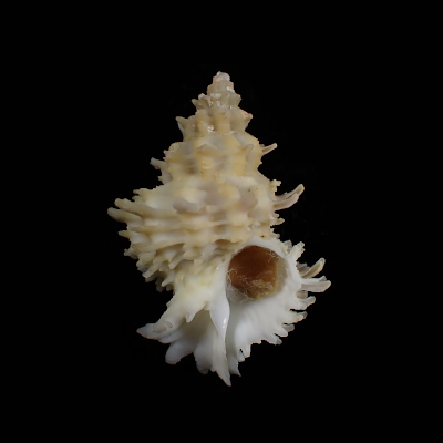 Babelomurex princeps