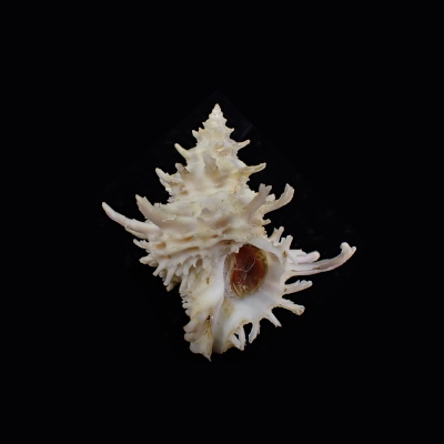 Babelomurex princeps