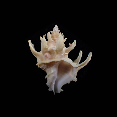 Babelomurex diadema