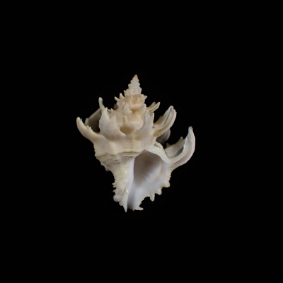 Babelomurex diadema