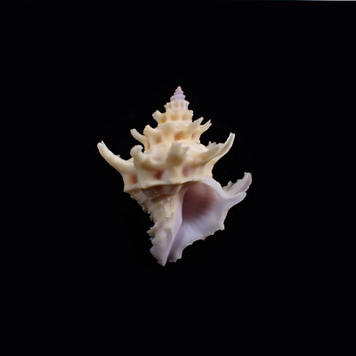 Babelomurex diadema