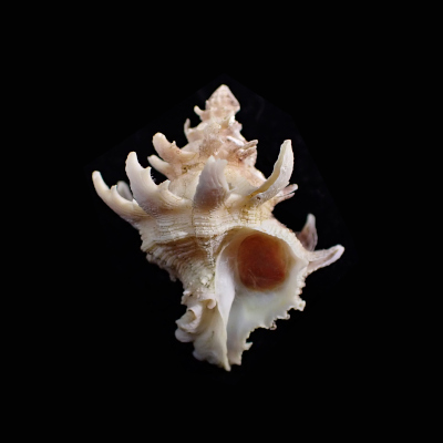 Babelomurex diadema