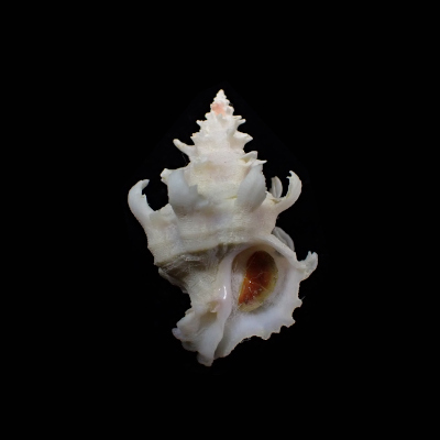 Babelomurex diadema