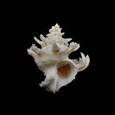 Babelomurex diadema