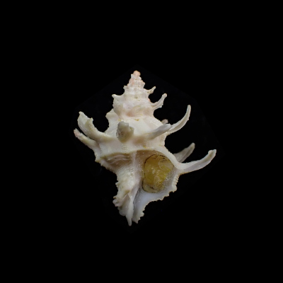 Babelomurex diadema
