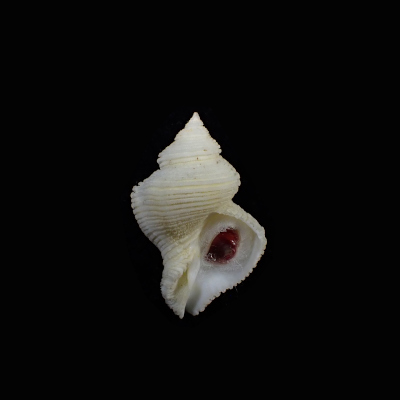 Mipus eugeniae