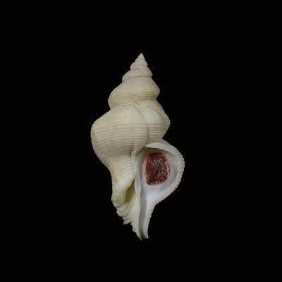 Mipus eugeniae