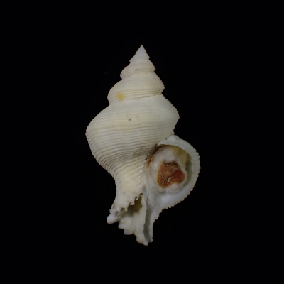 Mipus eugeniae