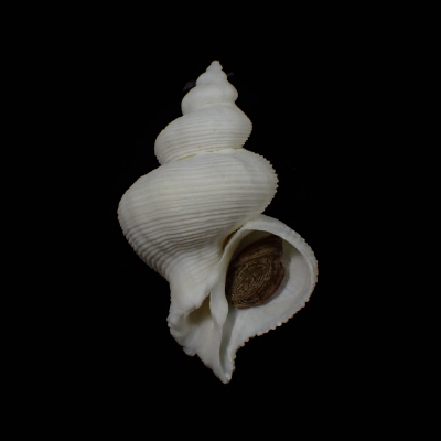 Mipus eugeniae
