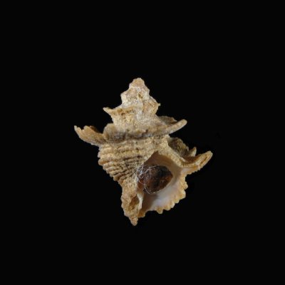 Babelomurex cariniferus