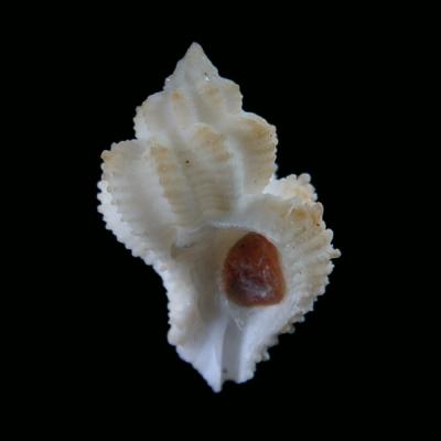 Coralliophila fritschi