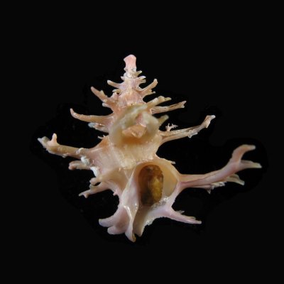 Babelomurex fruticosus