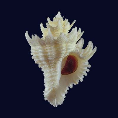 Babelomurex japonicus