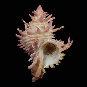 Babelomurex nakayasui