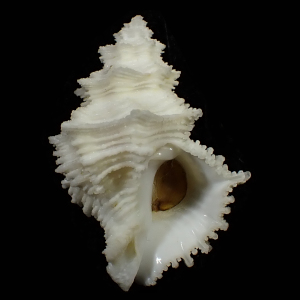 Babelomurex mansfieldi