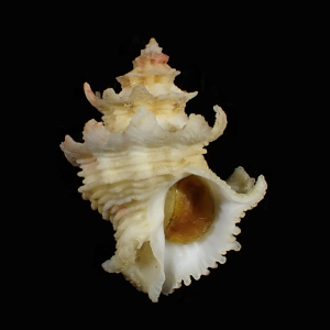 Babelomurex babelis