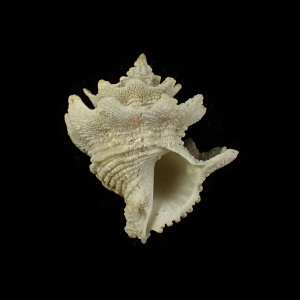 Babelomurex cariniferus