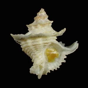 Babelomurex babelis