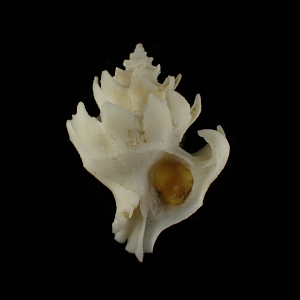 Babelomurex capensi