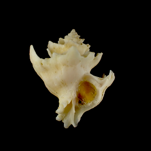 Babelomurex capensi