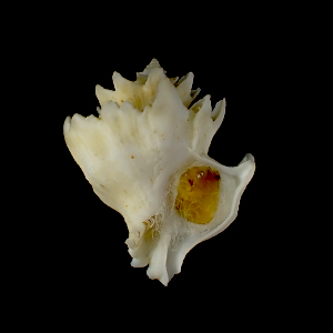 Babelomurex capensi