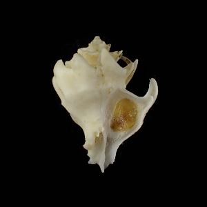 Babelomurex capensi