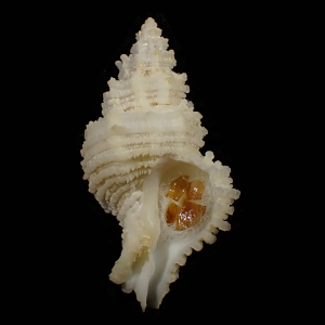 Hirtomurex longicauda