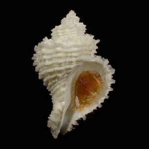 Hirtomurex kawamurai