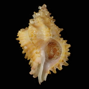 Babelomurex habui