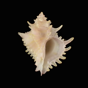 Babelomurex habui