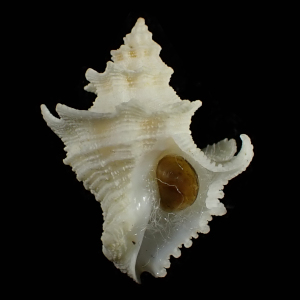 Babelomurex babelis