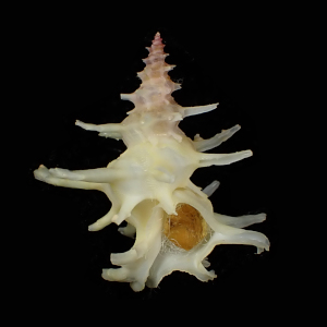 Babelomurex fruticosus
